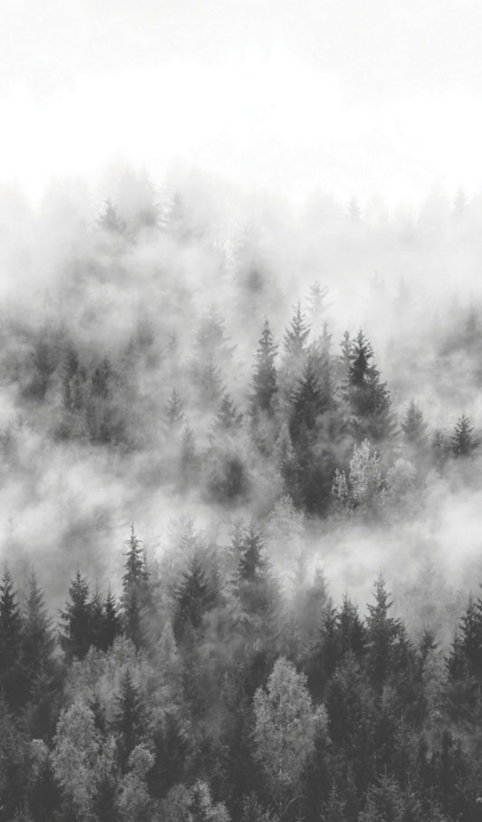 Fototapete Vlies Wald Nebel Bäume Grau Weiß 47268