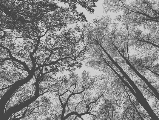 A.S. Creation Fototapeten Bäume Wald Floral Grau Schwarz Vlies 38240-1