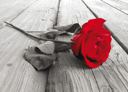  Poster Tapete Rote Rose Schwarzweiß 160x115cm