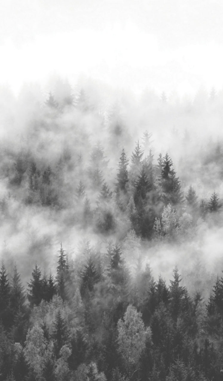  Fototapete Vlies Wald Nebel Bäume Grau Weiß 47268