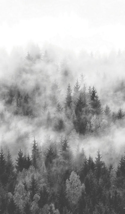  Fototapete Vlies Wald Nebel Bäume Grau Weiß 47268
